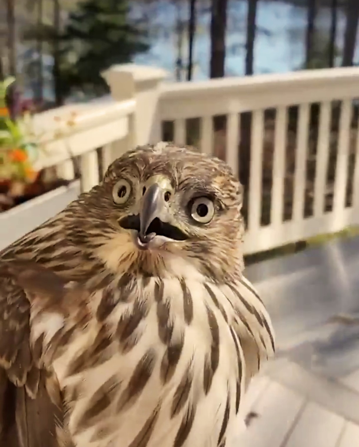 Shocked hawk Blank Meme Template