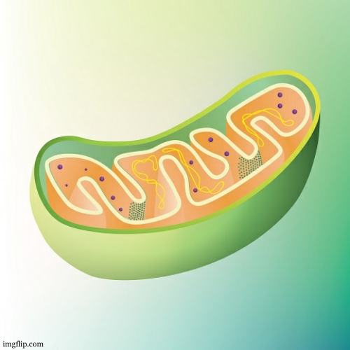 Mitochondria is the powerhouse of the cell | image tagged in mitochondria is the powerhouse of the cell | made w/ Imgflip meme maker