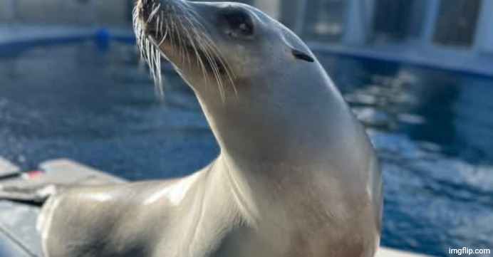 silly seal | image tagged in silly seal | made w/ Imgflip meme maker