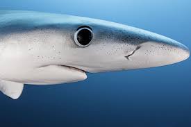 shark Blank Meme Template