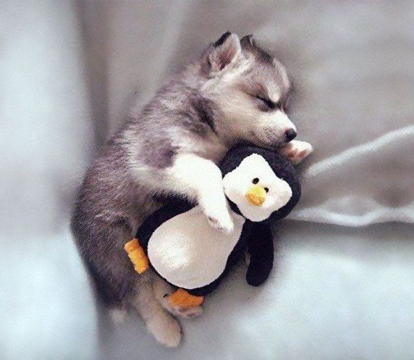 Puppy Cuddling Penguin Blank Meme Template