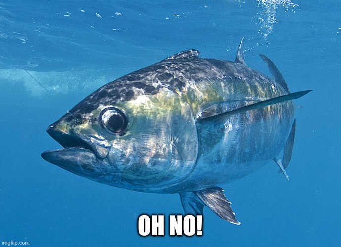 Tunashamed | OH NO! | image tagged in tuna fish,tuna | made w/ Imgflip meme maker