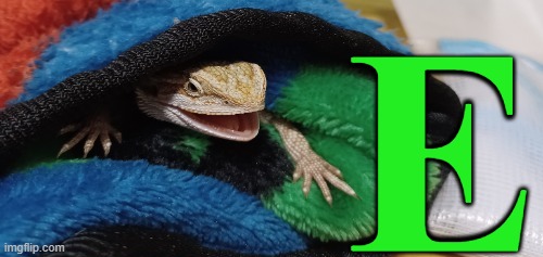 E | E | image tagged in memes,lizard,green | made w/ Imgflip meme maker