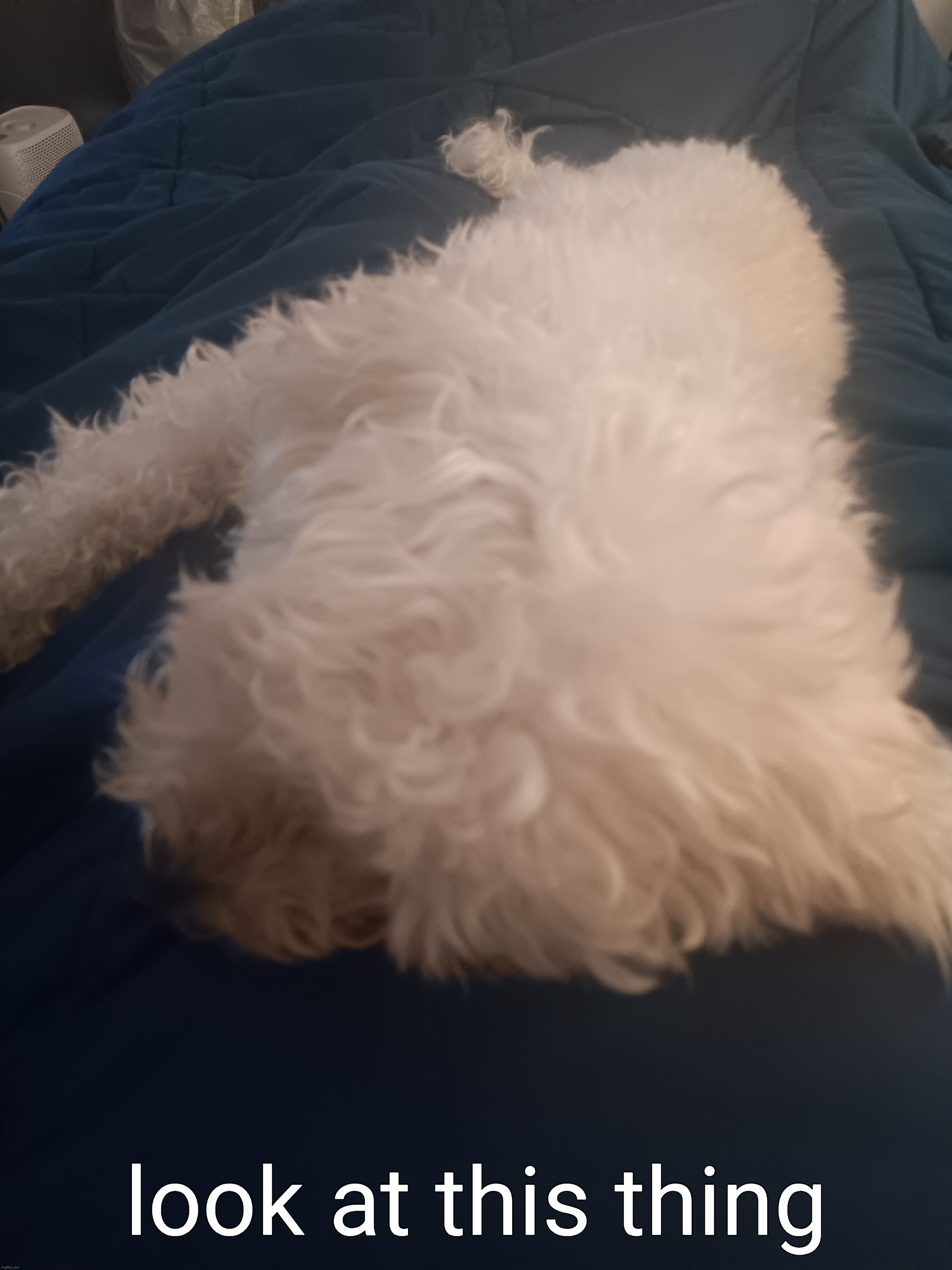 look at this thing | made w/ Imgflip meme maker