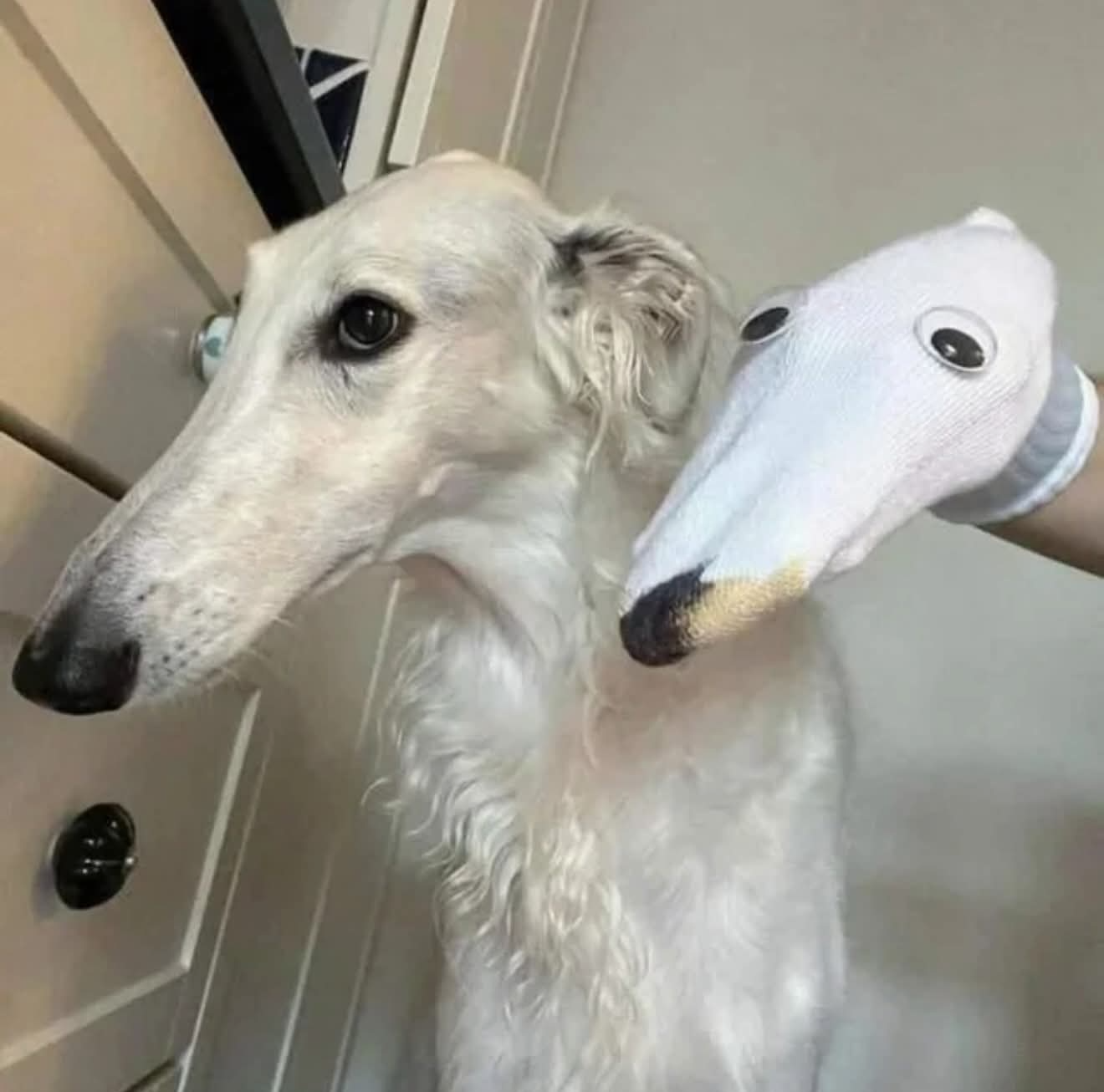 Borzoi Blank Meme Template