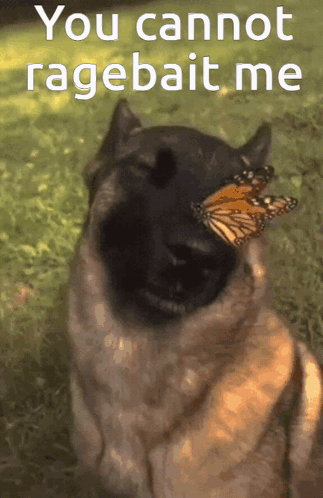 Ragebait doesn’t work on me :) Blank Meme Template