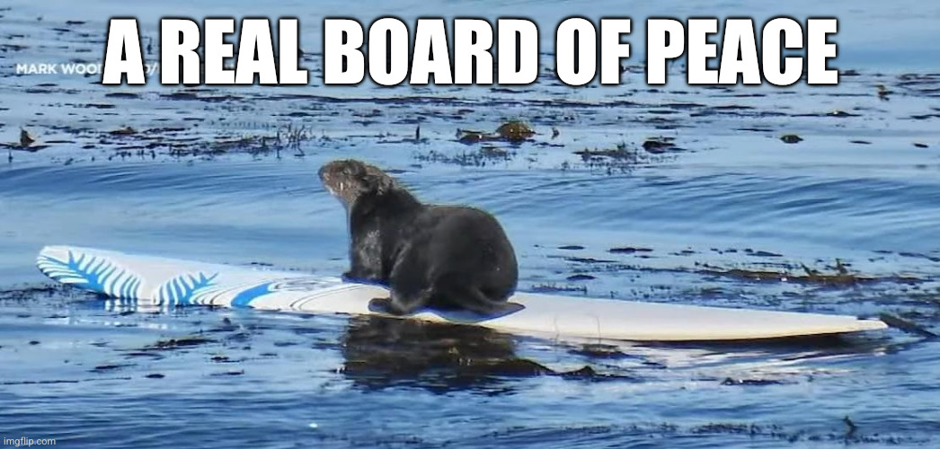 Riding the wave of peace | A REAL BOARD OF PEACE | image tagged in otter surfboard,memes,board of peace,donald trump,surfing,ride the wave | made w/ Imgflip meme maker