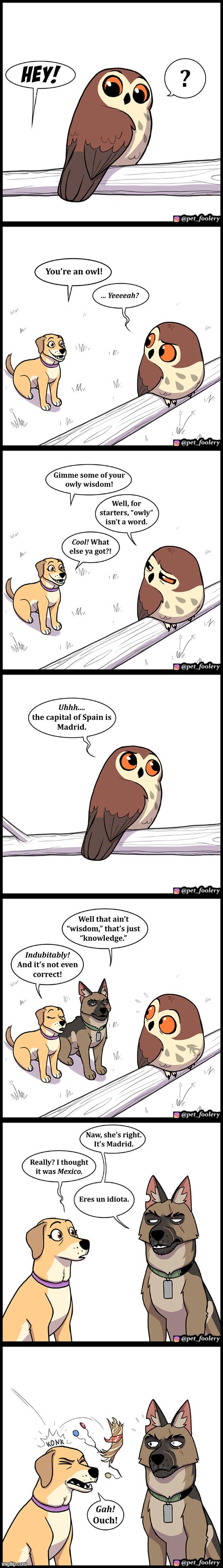 image tagged in dogs,owl,wisdom,nest,art,ouch | made w/ Imgflip meme maker