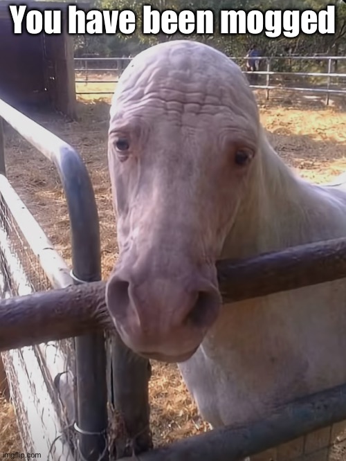 Congratulations, you have met Pedro | You have been mobbed | image tagged in horse,rizz | made w/ Imgflip meme maker