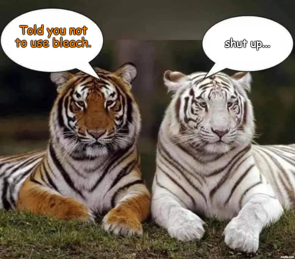 Listen to what mom says | Told you not to use bleach. shut up... | image tagged in tigers,fun,memes,animals,kids these days | made w/ Imgflip meme maker