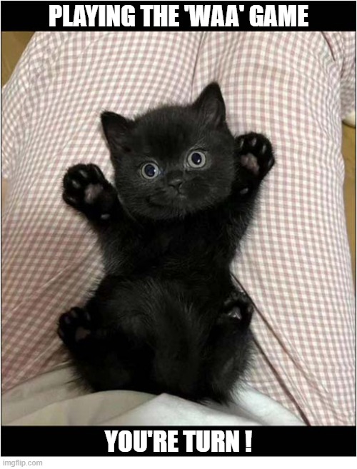 How Could You Resist ! | PLAYING THE 'WAA' GAME; YOU'RE TURN ! | image tagged in cats,kittens,playing | made w/ Imgflip meme maker