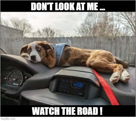 Doggy Distraction | DON'T LOOK AT ME ... WATCH THE ROAD ! | image tagged in dogs,driving,distraction | made w/ Imgflip meme maker