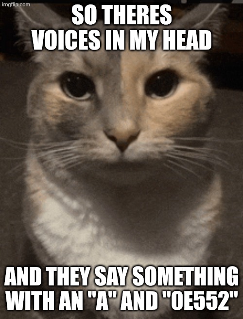 I dont know what it means | SO THERES VOICES IN MY HEAD; AND THEY SAY SOMETHING WITH AN "A" AND "0E552" | image tagged in cat dead stare | made w/ Imgflip meme maker