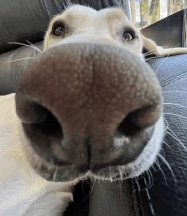 dog face zoomed up close Blank Meme Template