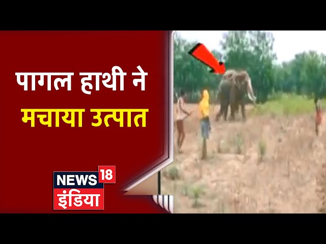 Pagal Haati Ne Machya Utpaat Blank Meme Template