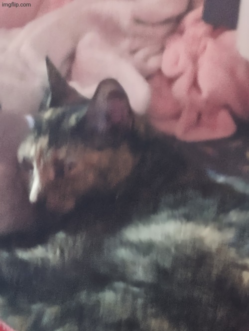 feline | made w/ Imgflip meme maker