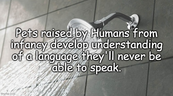 Excepting parrots and some corvids... | Pets raised by Humans from
infancy develop understanding
of a language they'll never be
able to speak. | image tagged in shower thoughts | made w/ Imgflip meme maker