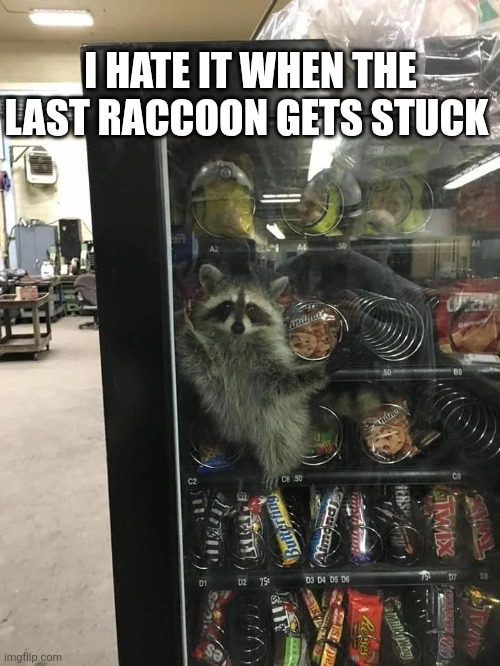 I Hate It When The Last Raccoon Gets Stuck | I HATE IT WHEN THE LAST RACCOON GETS STUCK | image tagged in chrisjoines1 | made w/ Imgflip meme maker