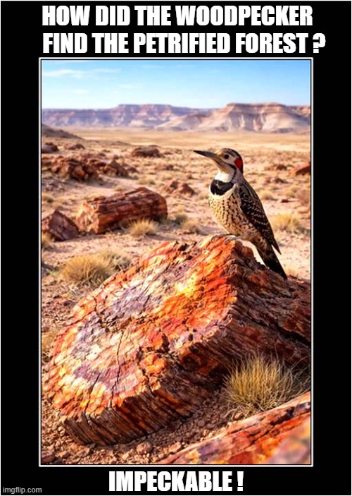 Warning: Bad Pun Alert ! | HOW DID THE WOODPECKER
   FIND THE PETRIFIED FOREST ? IMPECKABLE ! | image tagged in warning,bad pun,woodpecker,petrified forest | made w/ Imgflip meme maker