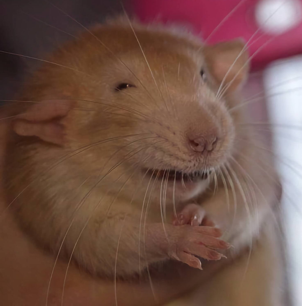 Scheming Rat Blank Meme Template