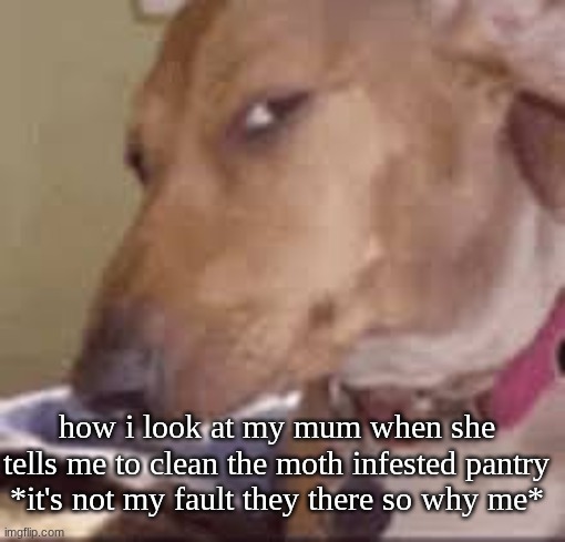 really bruh | how i look at my mum when she tells me to clean the moth infested pantry *it's not my fault they there so why me* | image tagged in really bruh | made w/ Imgflip meme maker