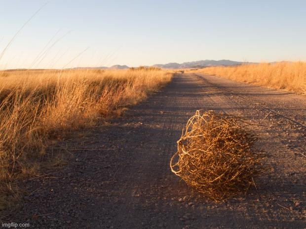 Tumbleweed | image tagged in tumbleweed | made w/ Imgflip meme maker