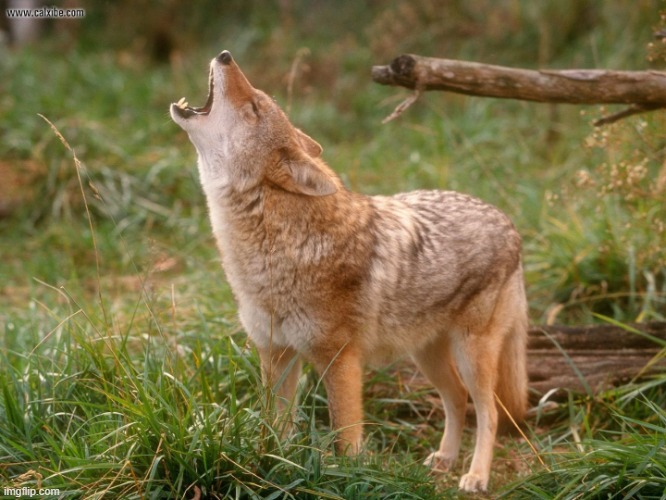 coyote howls | image tagged in coyote howls | made w/ Imgflip meme maker
