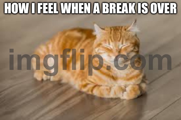 It is real tho | HOW I FEEL WHEN A BREAK IS OVER | image tagged in cats | made w/ Imgflip meme maker