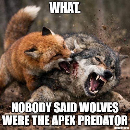 Why | WHAT. NOBODY SAID WOLVES WERE THE APEX PREDATOR | image tagged in funny memes | made w/ Imgflip meme maker