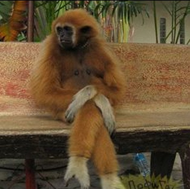 Chrisjoines1 Blank Meme Template