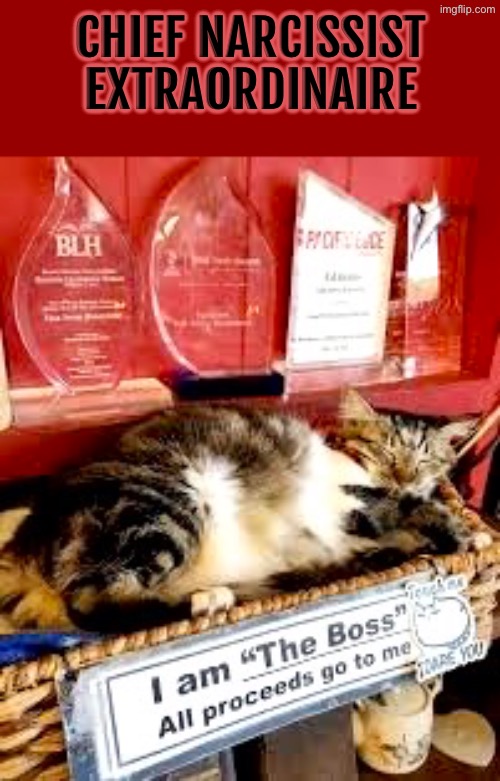 Narcissist Extraordinaire | CHIEF NARCISSIST EXTRAORDINAIRE | image tagged in cats,funny cats,funny signs,extra hell,narcissist,the boss | made w/ Imgflip meme maker