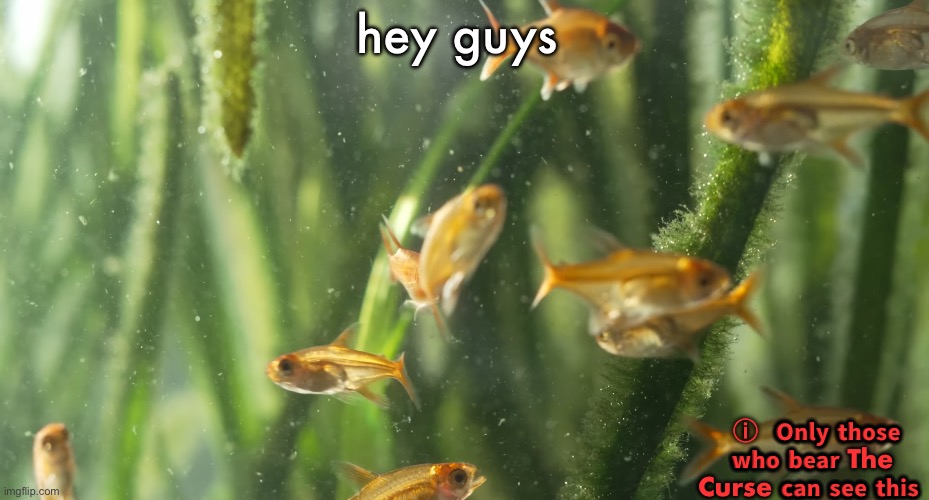 . | hey guys; ⓘ  𝗢𝗻𝗹𝘆 𝘁𝗵𝗼𝘀𝗲 𝘄𝗵𝗼 𝗯𝗲𝗮𝗿 The Curse 𝗰𝗮𝗻 𝘀𝗲𝗲 𝘁𝗵𝗶𝘀 | image tagged in fish | made w/ Imgflip meme maker
