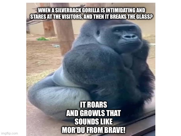 The Intimidating Silverback! | WHEN A SILVERBACK GORILLA IS INTIMIDATING AND STARES AT THE VISITORS, AND THEN IT BREAKS THE GLASS? IT ROARS AND GROWLS THAT SOUNDS LIKE MOR’DU FROM BRAVE! | image tagged in gorilla,glass,zoo | made w/ Imgflip meme maker