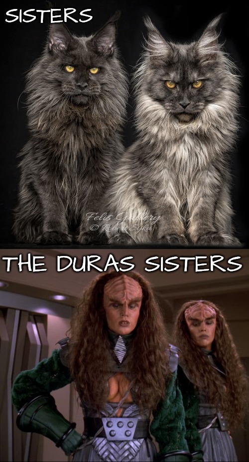 Tough sisters unite! | SISTERS; THE DURAS SISTERS | image tagged in united we stand,international womens day | made w/ Imgflip meme maker