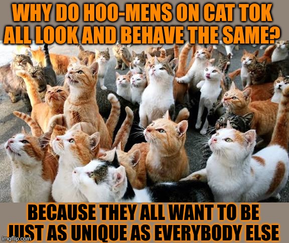 This #lolcat wonders why hoo-mens want to be just as unique as other hoo-mens | WHY DO HOO-MENS ON CAT TOK 
ALL LOOK AND BEHAVE THE SAME? BECAUSE THEY ALL WANT TO BE 
JUST AS UNIQUE AS EVERYBODY ELSE | image tagged in crazy,humans,unique,lolcat,individuality | made w/ Imgflip meme maker