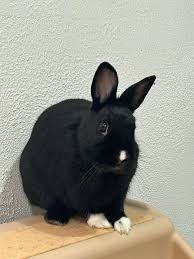 bunny rare Blank Meme Template