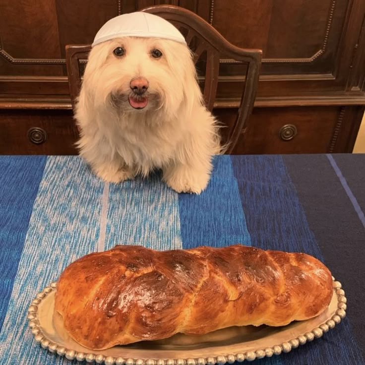 islamic dog stealing bread Blank Meme Template