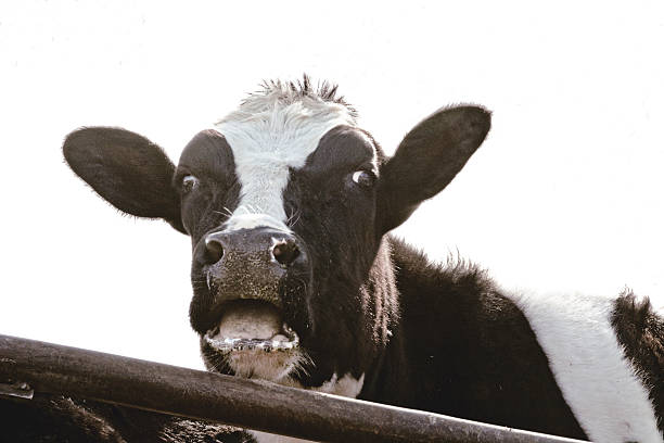 Surprised Cow Blank Meme Template