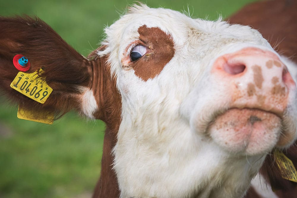 Suspicious Cow Blank Meme Template