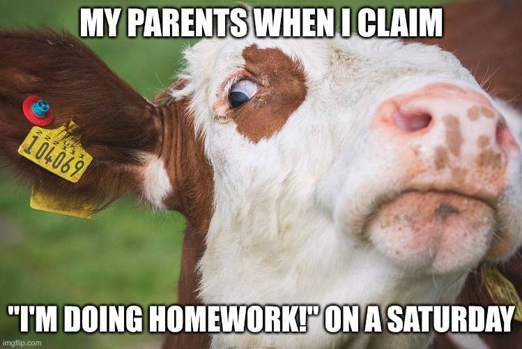 Are you sure about that? | MY PARENTS WHEN I CLAIM; "I'M DOING HOMEWORK!" ON A SATURDAY | image tagged in suspicious cow | made w/ Imgflip meme maker