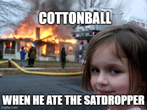 Disaster Girl Meme | COTTONBALL; WHEN HE ATE THE SATDROPPER | image tagged in memes,disaster girl | made w/ Imgflip meme maker
