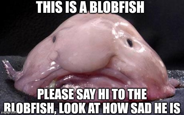 blob fish | THIS IS A BLOBFISH; PLEASE SAY HI TO THE BLOBFISH, LOOK AT HOW SAD HE IS | image tagged in blobfish,memes,hello,please,idk what to put here | made w/ Imgflip meme maker