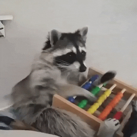 racoon counting Blank Meme Template
