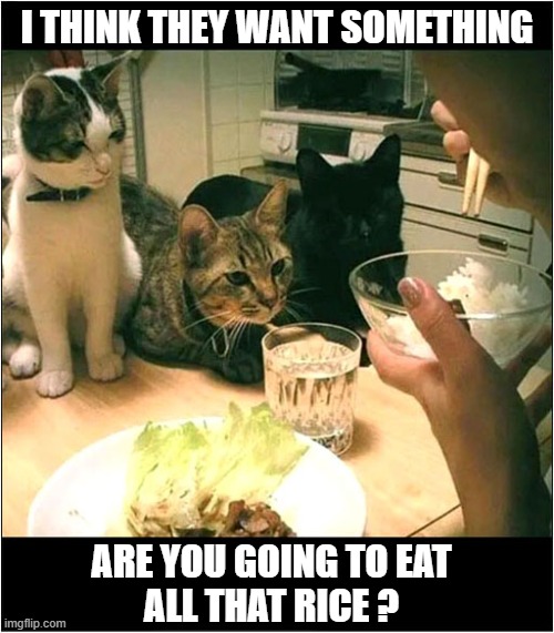 Intense Staring ! | I THINK THEY WANT SOMETHING; ARE YOU GOING TO EAT
ALL THAT RICE ? | image tagged in cats,staring,feed me,rice | made w/ Imgflip meme maker