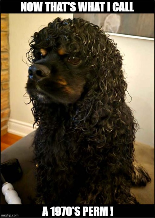 A Retro Hairstyle For Dogs ! | NOW THAT'S WHAT I CALL; A 1970'S PERM ! | image tagged in dogs,spaniel,hairstyle,perm | made w/ Imgflip meme maker
