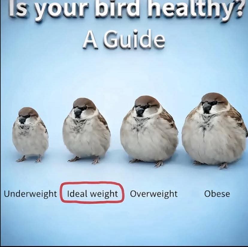 Bird weight Blank Meme Template
