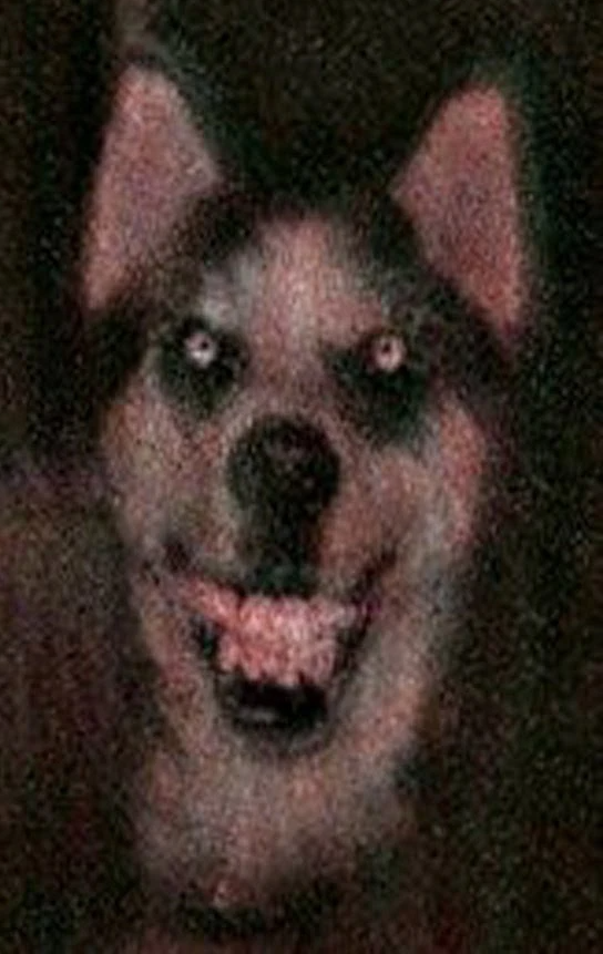 Smile Dog Blank Meme Template