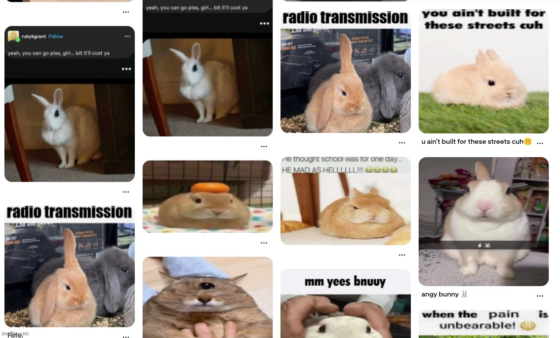 why are there so many bunnies | made w/ Imgflip meme maker