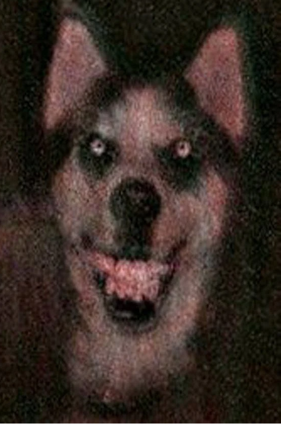 Smile dog creepypasta Blank Meme Template