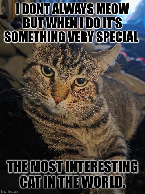 The MOST INTRESTING CAT | I DONT ALWAYS MEOW BUT WHEN I DO IT'S SOMETHING VERY SPECIAL; THE MOST INTERESTING CAT IN THE WORLD. | image tagged in grumpy cat,funny memes,funny cats,funny cat memes,lolcats,cats | made w/ Imgflip meme maker